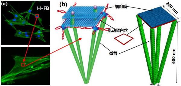 图3 细胞膜及细胞膜骨架网络结构建模.jpg