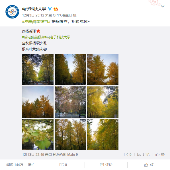 银杏1.png
