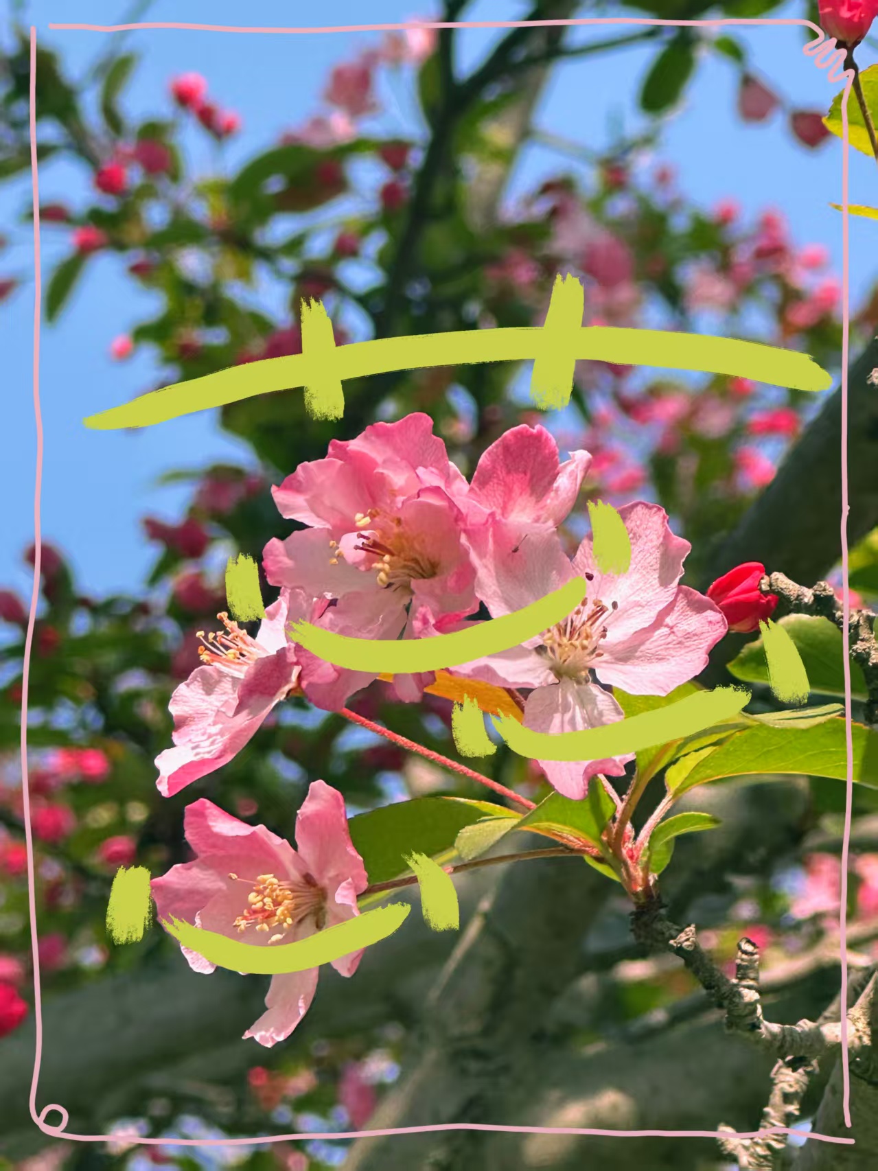 蕊.jpg