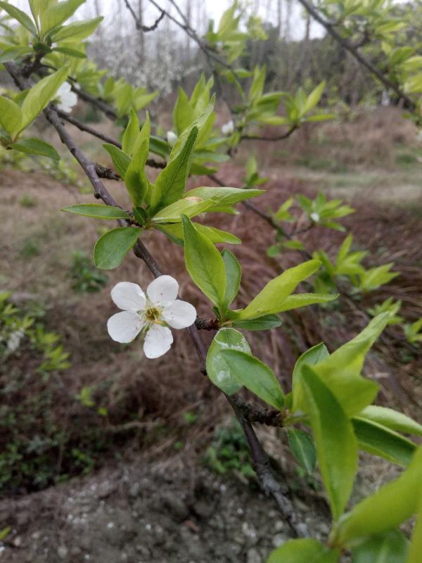 李子花.jpg